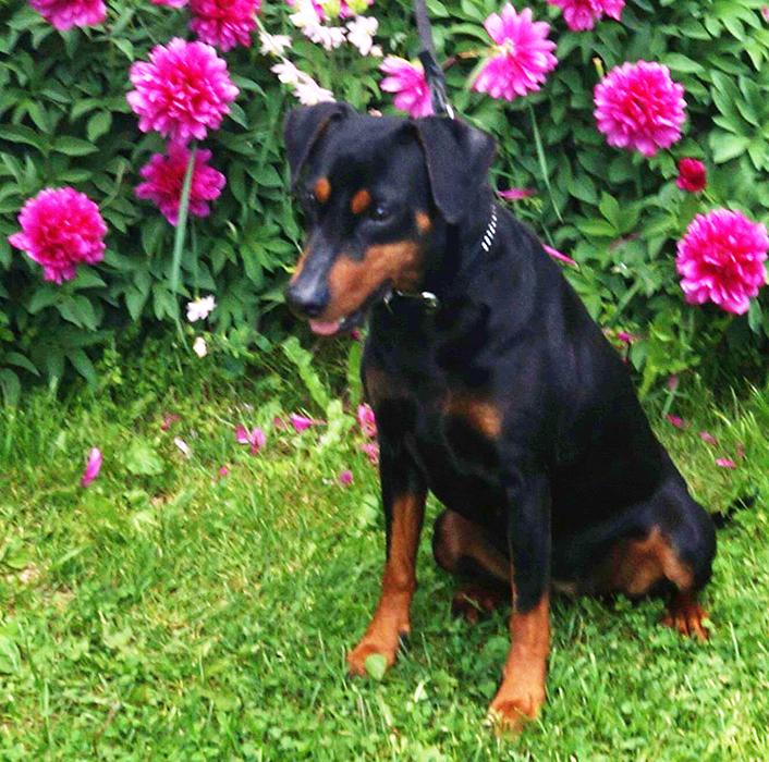 Pinscher * <3 